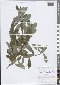 Salix cinerea L., Eastern Europe, Middle Volga region (E8) (Russia)