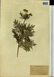 Tanacetum vulgare L., Siberia, Chukotka & Kamchatka (S7) (Russia)