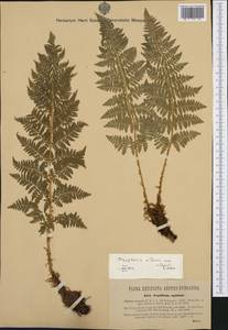 Dryopteris villarii (Bell) Woyn. ex Schinz & Thell., Western Europe (EUR) (Austria)
