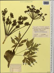 Agasyllis latifolia (M. Bieb.) Boiss., Caucasus, Stavropol Krai, Karachay-Cherkessia & Kabardino-Balkaria (K1b) (Russia)