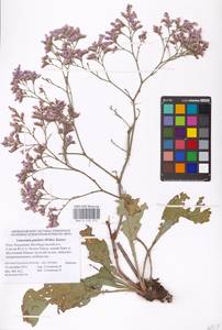 Limonium gmelini (Willd.) Kuntze, Eastern Europe, Lower Volga region (E9) (Russia)