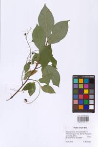 Prunus padus L., Eastern Europe, Eastern region (E10) (Russia)