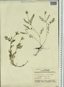 Astragalus danicus Retz., Siberia, Western Siberia (S1) (Russia)