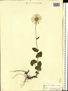 Doronicum carpaticum (Griseb. & Schenk) Nyman, Eastern Europe, West Ukrainian region (E13) (Ukraine)