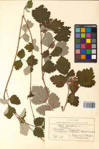 Rubus parvifolius L., Siberia, Russian Far East (S6) (Russia)