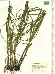Carex vesicaria L., Siberia, Central Siberia (S3) (Russia)