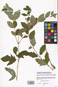 Symphoricarpos albus (L.) C. Koch, Eastern Europe, Moscow region (E4a) (Russia)