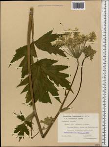Heracleum freynianum Sommier & Levier, Caucasus, North Ossetia, Ingushetia & Chechnya (K1c) (Russia)