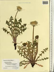 Taraxacum officinale Weber ex Wiggins, Eastern Europe, Western region (E3) (Russia)