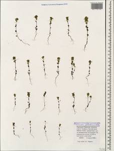 Euphrasia petiolaris Wettst., Caucasus, Stavropol Krai, Karachay-Cherkessia & Kabardino-Balkaria (K1b) (Russia)