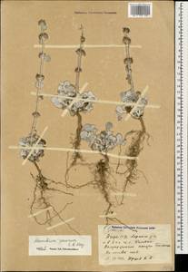 Marrubium persicum C.A.Mey., Caucasus, Azerbaijan (K6) (Azerbaijan)