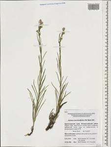 Jurinea stoechadifolia (M. Bieb.) DC., Caucasus, Black Sea Shore (from Novorossiysk to Adler) (K3) (Russia)