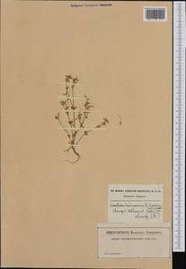 Cerastium semidecandrum L., Western Europe (EUR) (Belgium)