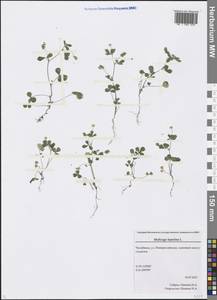 Medicago lupulina L., Eastern Europe, Eastern region (E10) (Russia)