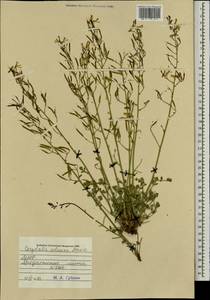 Corydalis adunca Maxim., Mongolia (MONG) (Mongolia)