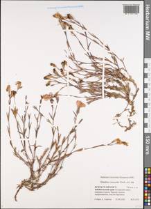 Dianthus chinensis L., Siberia, Baikal & Transbaikal region (S4) (Russia)