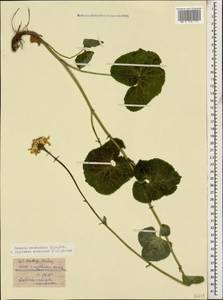 Dolichorrhiza caucasica (M. Bieb.) Galushko, Caucasus, Stavropol Krai, Karachay-Cherkessia & Kabardino-Balkaria (K1b) (Russia)