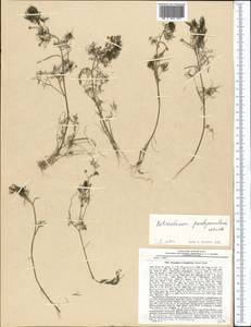Ranunculus trichophyllus Chaix, Middle Asia, Pamir & Pamiro-Alai (M2) (Tajikistan)