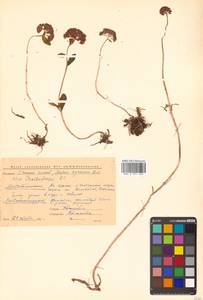 Hylotelephium cyaneum (Rudolph) H. Ohba, Siberia, Chukotka & Kamchatka (S7) (Russia)