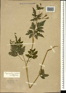 Chaerophyllum nodosum (L.) Crantz, Caucasus, Krasnodar Krai & Adygea (K1a) (Russia)