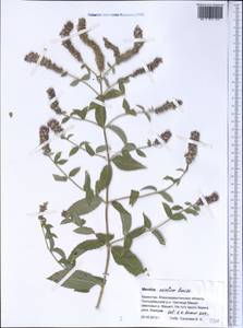 Mentha longifolia var. asiatica (Boriss.) Rech.f., Middle Asia, Syr-Darian deserts & Kyzylkum (M7) (Kazakhstan)
