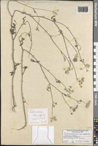 Torilis arvensis subsp. neglecta (Spreng.) Thell., South Asia, South Asia (Asia outside ex-Soviet states and Mongolia) (ASIA) (Turkey)