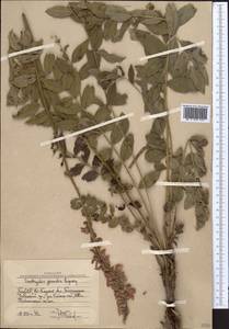 Onobrychis grandis Lipsky, Middle Asia, Western Tian Shan & Karatau (M3) (Uzbekistan)