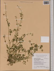 Cochlearia officinalis L., Western Europe (EUR) (United Kingdom)