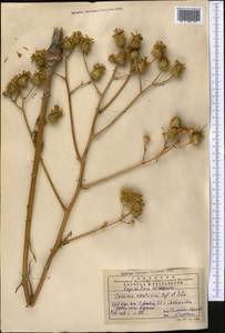 Arctium karatavicum (Regel & Schmalh.) Kuntze, Middle Asia, Western Tian Shan & Karatau (M3) (Kazakhstan)