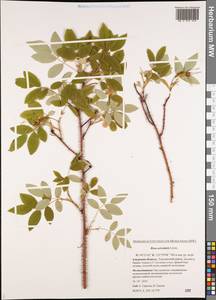 Rosa acicularis Lindl., Siberia, Russian Far East (S6) (Russia)