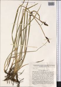 Carex orbicularis Boott, Middle Asia, Pamir & Pamiro-Alai (M2) (Tajikistan)