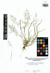 Eragrostis minor Host, Siberia, Baikal & Transbaikal region (S4) (Russia)