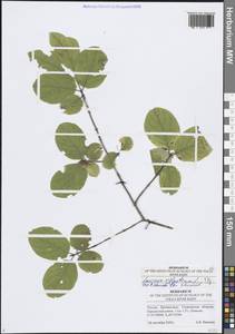 Lonicera xylosteum L., Eastern Europe, Middle Volga region (E8) (Russia)