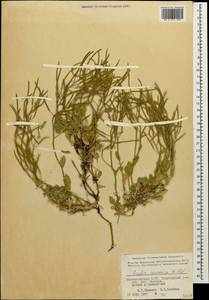 Arabis caucasica Willd., Caucasus, Azerbaijan (K6) (Azerbaijan)