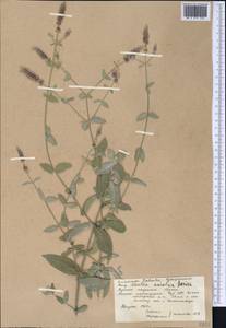 Mentha longifolia var. asiatica (Boriss.) Rech.f., Middle Asia, Syr-Darian deserts & Kyzylkum (M7) (Uzbekistan)