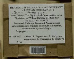 Mnium blyttii Bruch & Schimp., Bryophytes, Bryophytes - Krasnoyarsk Krai, Tyva & Khakassia (B17) (Russia)