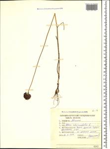 Allium sphaerocephalon L., Caucasus, North Ossetia, Ingushetia & Chechnya (K1c) (Russia)