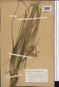 Butomus umbellatus L., Middle Asia, Caspian Ustyurt & Northern Aralia (M8) (Kazakhstan)