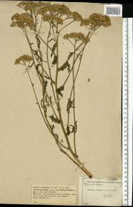 Achillea millefolium L., Eastern Europe, Central forest-and-steppe region (E6) (Russia)