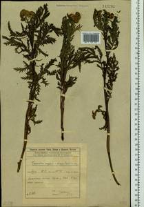 Tanacetum vulgare subsp. vulgare, Siberia, Baikal & Transbaikal region (S4) (Russia)