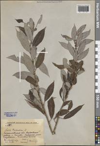Salix triandra L., Eastern Europe, Lower Volga region (E9) (Russia)