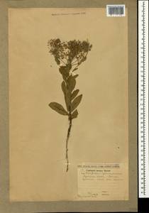 Lepidium draba L., Crimea (KRYM) (Russia)
