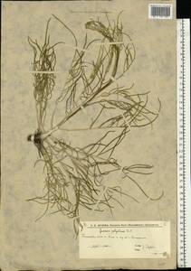 Jurinea polyclonos DC., Eastern Europe, Lower Volga region (E9) (Russia)