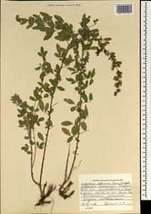 Lespedeza davurica (Laxm.)Schindl., Mongolia (MONG) (Mongolia)