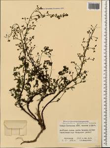 Scrophularia versicolor Boiss., Caucasus, North Ossetia, Ingushetia & Chechnya (K1c) (Russia)