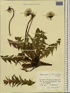 Taraxacum pectinatiforme H. H. Lindb., Eastern Europe, Central region (E4) (Russia)