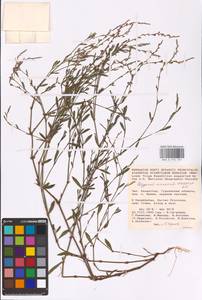 Polygonum arenarium Waldst. & Kit., Middle Asia, Caspian Ustyurt & Northern Aralia (M8) (Kazakhstan)