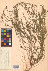 Polygonum arenastrum subsp. calcatum (Lindm.) Wissk., Siberia, Russian Far East (S6) (Russia)
