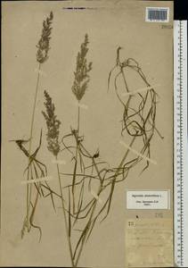 Agrostis stolonifera L., Eastern Europe, South Ukrainian region (E12) (Ukraine)