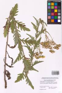 Jacobaea erucifolia subsp. grandidentata (Ledeb.) V. V. Fateryga & Fateryga, Eastern Europe, Lower Volga region (E9) (Russia)